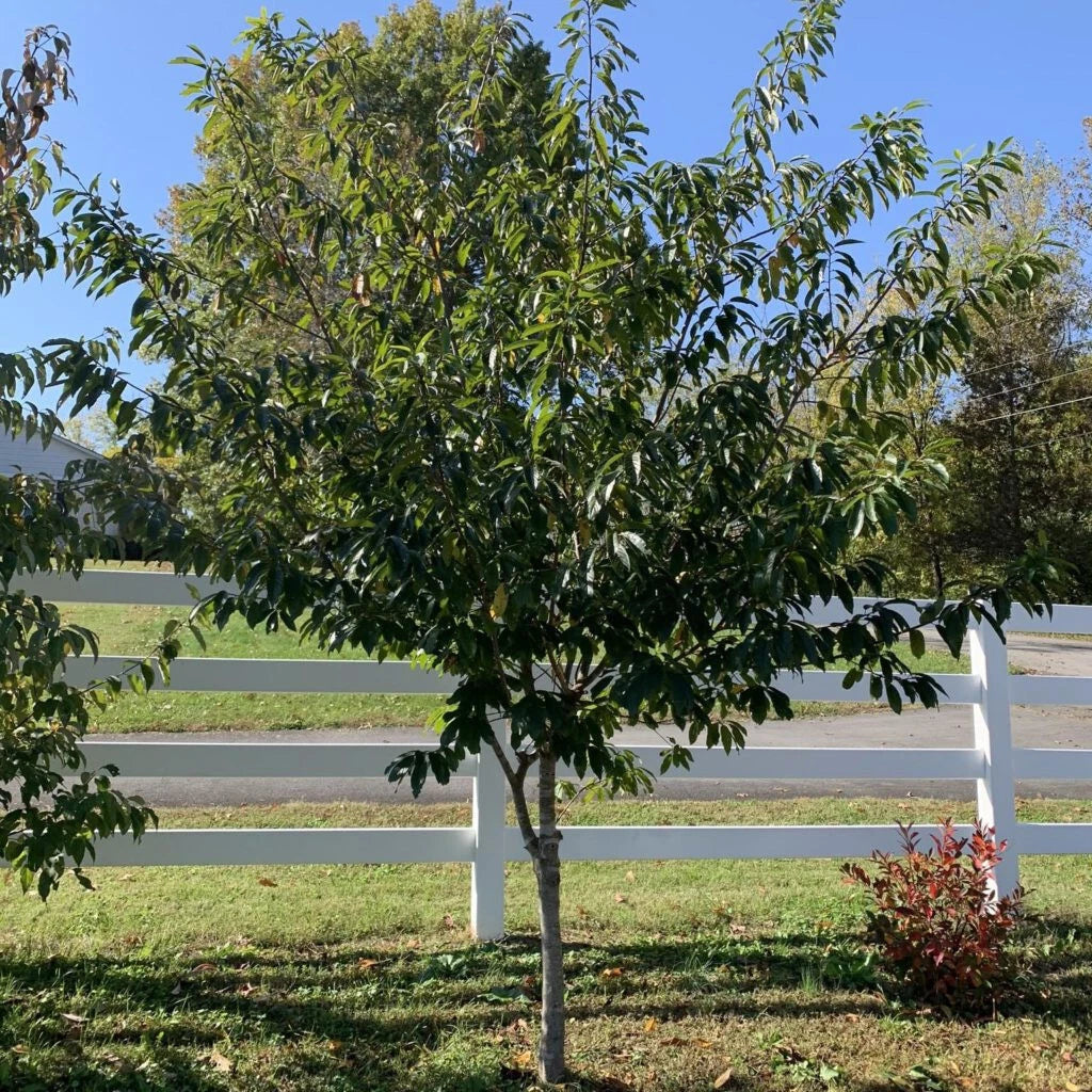 Carolina Buckthorn Live Plant 12-18" Bare Root Frangula caroliniana Shrub Tree Wildlife Garden