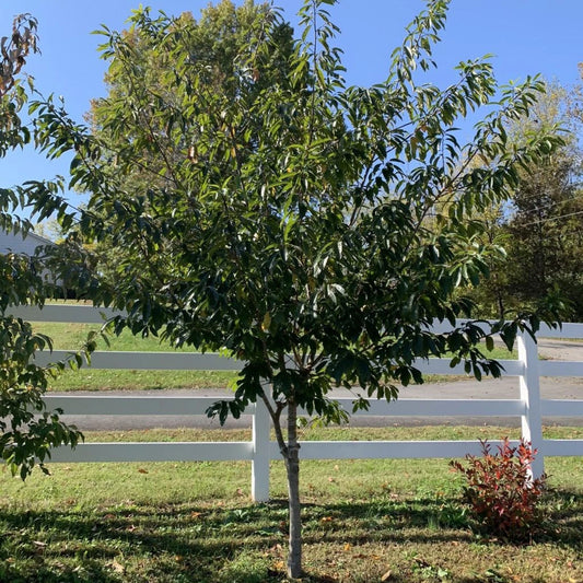 Carolina Buckthorn Live Plant 12-18" Bare Root Frangula caroliniana Shrub Tree Wildlife Garden