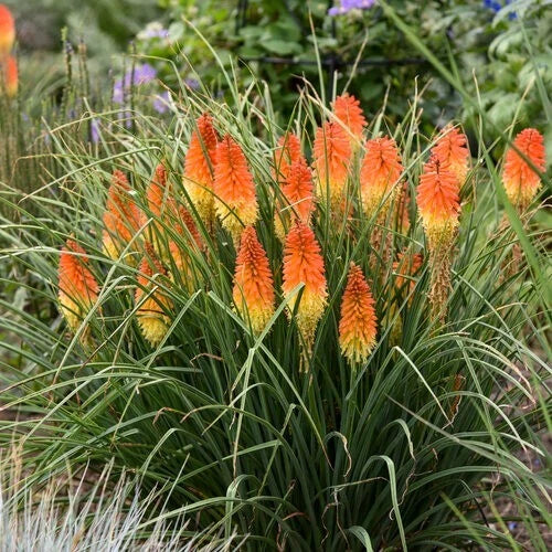 25 Torch Lily Seeds - Hot Poker Flower Perennial - Kniphofia, US Seller