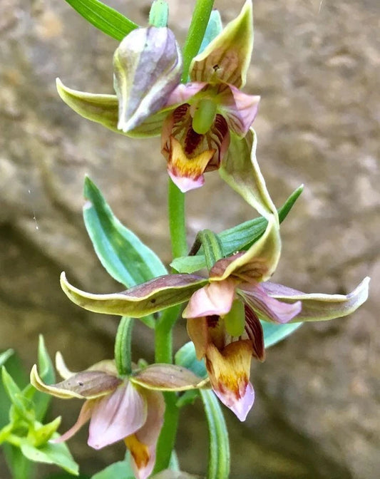 Adam & Eva Orchid Bare-Root Plant - Putty Root Variety - Ideal for Winter Care - Orchis spectabilis
