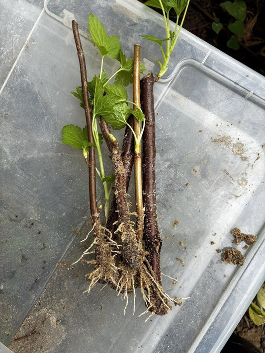 Black Currant Rooted Cuttings 3 Pc Ben Sarek Edible Ornamental Plant Ribes nigrum, Compact Growth, Cold Hardy, High Yield