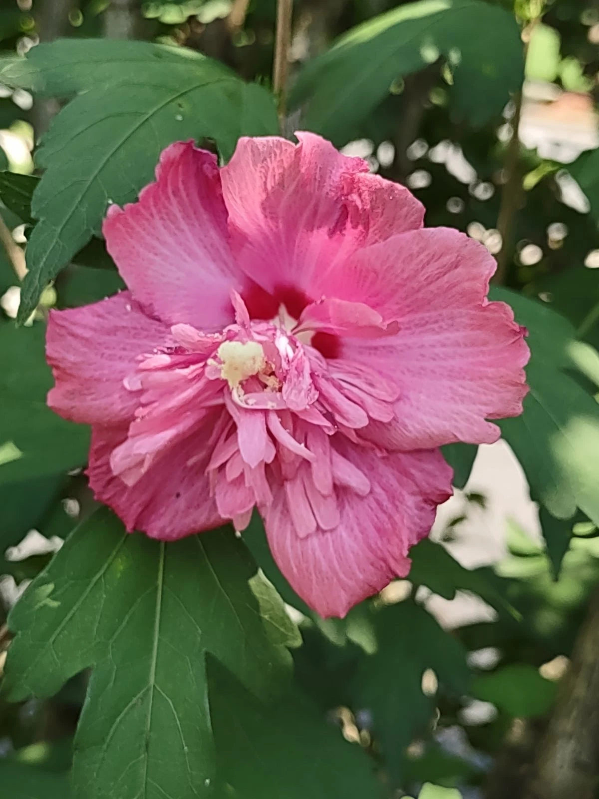 Rose of Sharon Cuttings - Unrooted Double Pink Flowers - Hibiscus syriacus