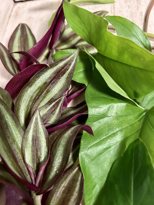 10 Rooted Plant Cuttings - Wandering Jew & Arrowhead Vine - Tradescantia Zebrina & Syngonium Podophyllum