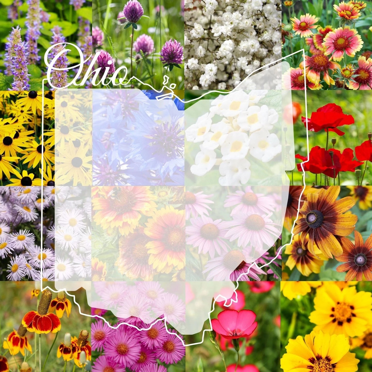 Ohio Wildflower Seed Mix 1/2LB - Colorful Blooms, Covers 2,000 sq ft - Native Wildflowers for Gardens (Various Species)