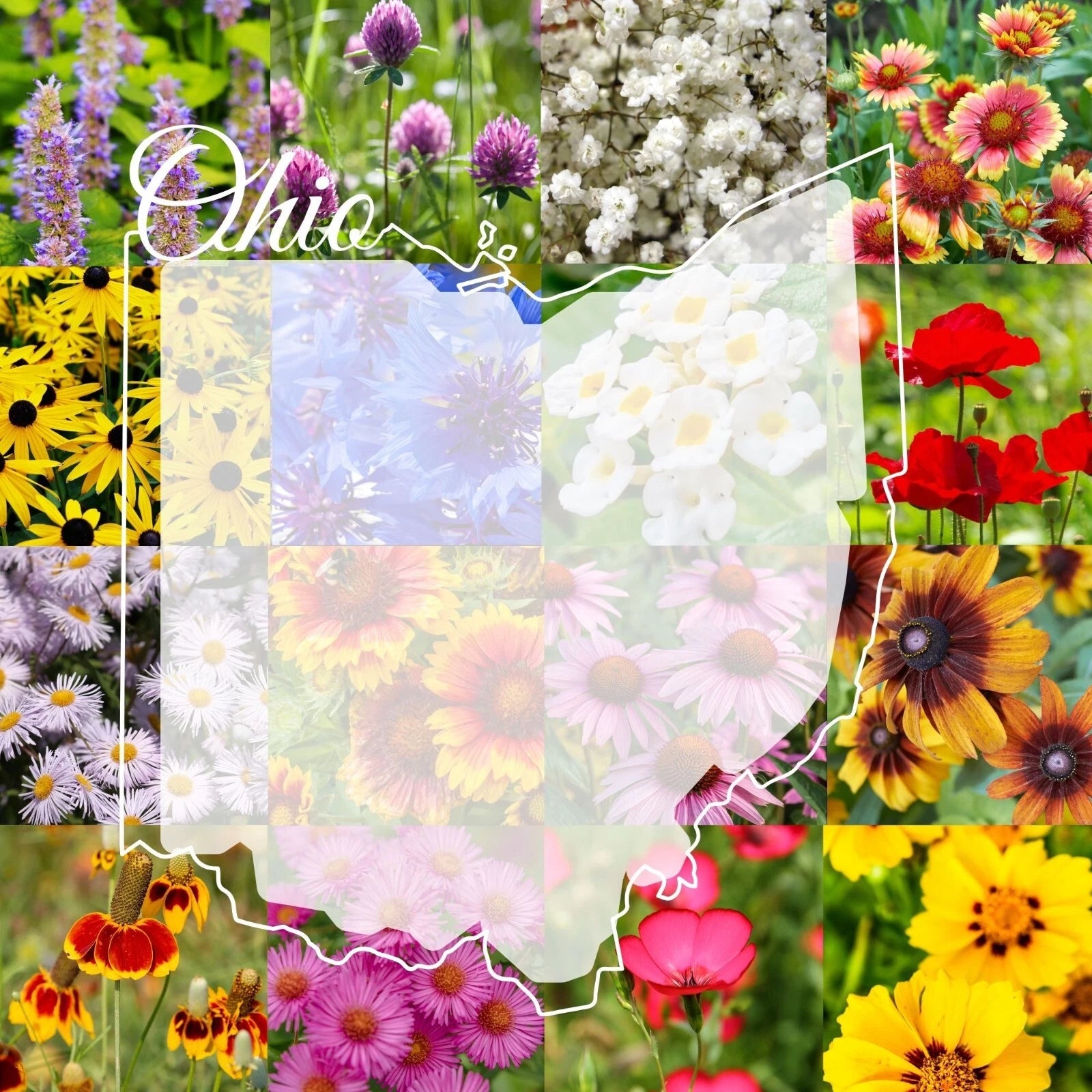 Ohio Wildflower Seed Mix 1/2LB - Colorful Blooms, Covers 2,000 sq ft - Native Wildflowers for Gardens (Various Species)
