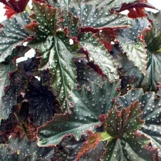 Angel Wing Begonia Starter Plant - Fannie Moser Variety - Live Rooted Houseplant - Perfect for Indoor Decor