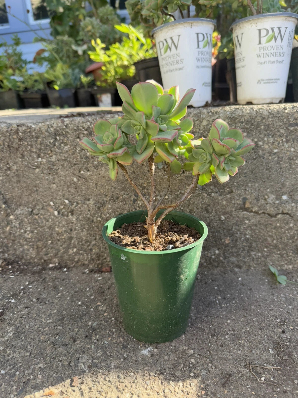 Aeonium Haworthii Succulent Plant - 12" Rooted Bonsai Tree - Green Rosette Variety