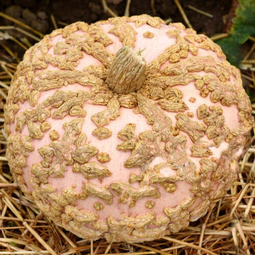 Galeux D'Eysines Pumpkin Seeds - 25+ Heirloom Seeds for Garden Planting - Cucurbita maxima - USA Grown, Free Shipping