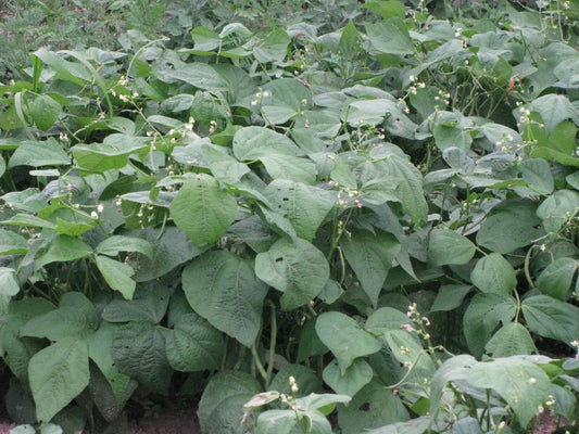 Blue Lake Green Bean Seeds 50+ | Phaseolus vulgaris | Non-GMO, Heirloom Variety | Garden Planting Supplies