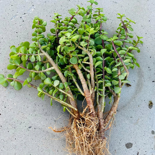 12 Lot Portulacaria Afra Good Luck Jade Tree Bonsai Elephant Bush Rooted Plants - Succulent Indoor Garden Decor