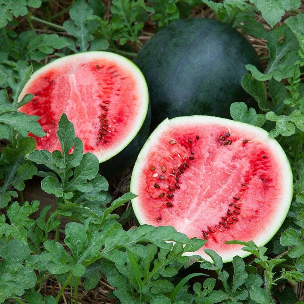 Sugar Baby Watermelon Seeds - 25+ Heirloom Non-GMO - Super Sweet Variety - Citrullus lanatus