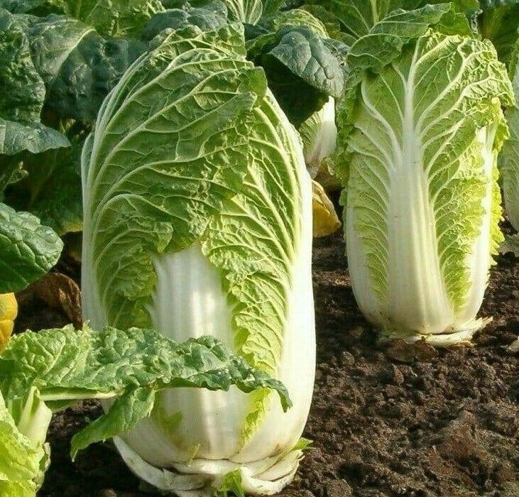 Chinese Michihili Cabbage Seeds 500+ Pack, Asian Vegetable Greens, Brassica rapa var. chinensis