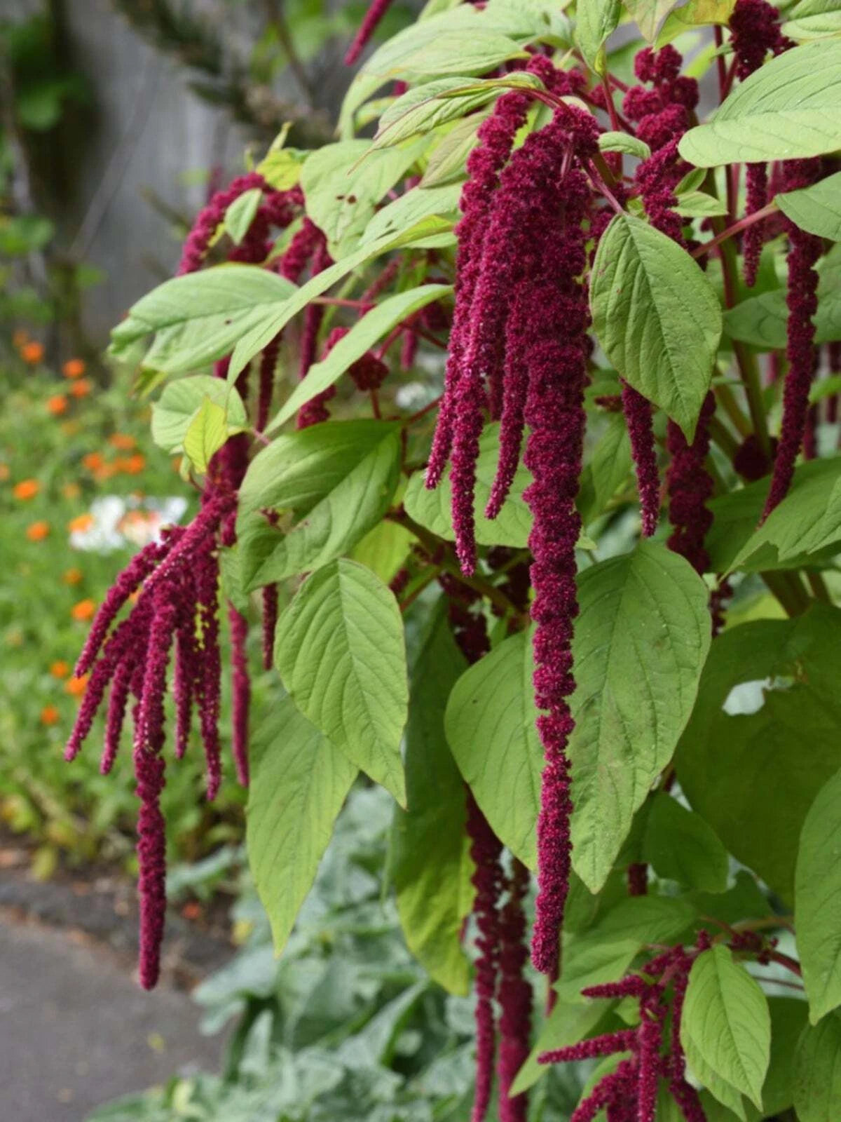 Amaranth Seeds Love Lies Bleeding, NON-GMO, Inca Wheat, Tassel Flower, Heirloom Garden Seeds, Organic Gardening