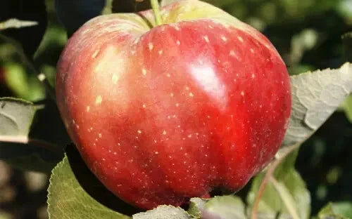 25+ Bloody Ploughman Apple Seeds for Planting - Malus domestica - Heirloom Variety - USA Grown, Free Shipping