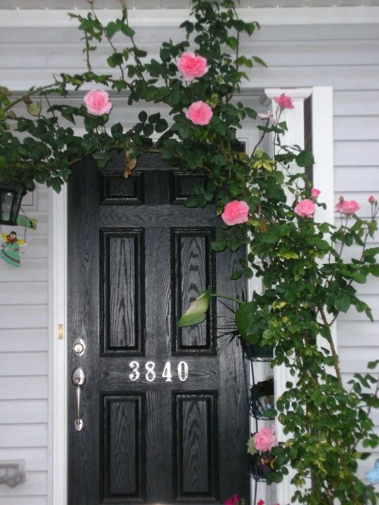 Queen Elizabeth Climbing Rose Cuttings - 4 Live Everblooming Scented Plants - Rosa 'Queen Elizabeth'