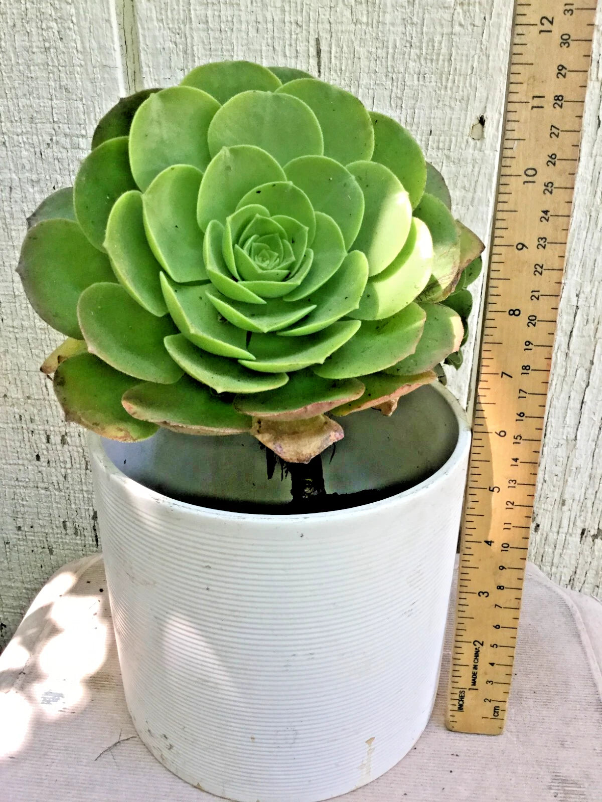Big Rooted Aeonium Arboreum Succulent Plant, Green Rose, 11" Tall x 5" Wide, Indoor/Outdoor Decor