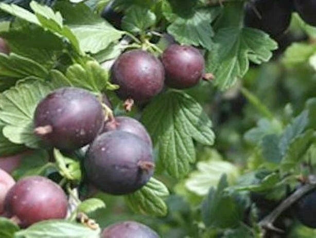 Black Velvet Gooseberry Live Plant, 1 Rooted Starter, Zones 4-7, Ribes uva-crispa Hybrid, Self-Pollinating, Sweet Fruit