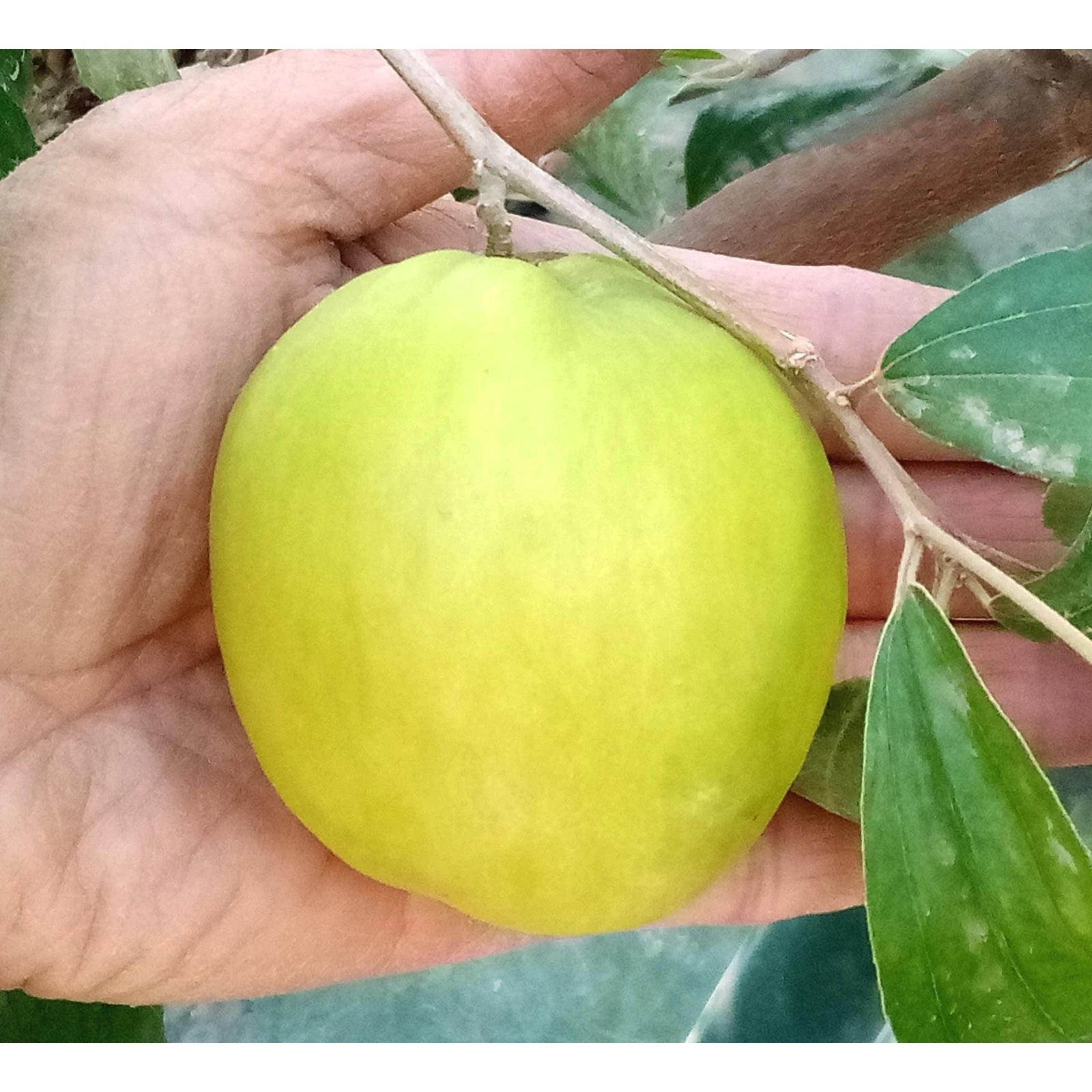 Taiwan Green Jujube Tree Graft Cutting 10" Large Juicy Sweet 19Brix Ziziphus jujuba 'Taiwan Honey Date'