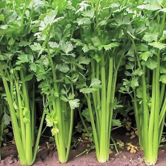 Chinese Celery Seeds - Leaf Celery Variety for 2025 Planting, Apium Graveolens Nan Ling