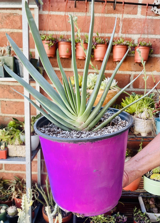 Aloe Plicatilis Fan Aloe Plant - Beautiful Fan-Shaped Succulent - Naked Root, No Pot