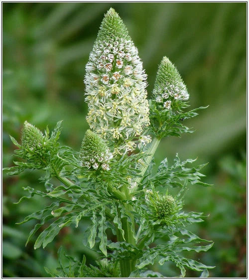 Mignonette Seeds - 285 Seeds, Sweet Reseda Odorata, White Flower - Buy 15, Ships Free