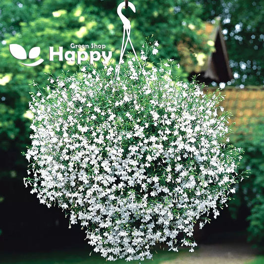 Lobelia Seeds 100 Pack White Lady Annual Flower Seeds Lobelia erinus