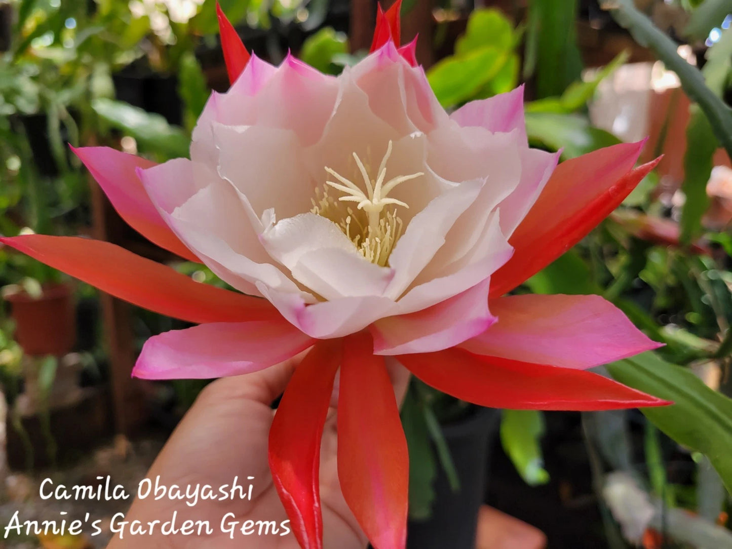 Orchid Cactus Plant - 4 Inch Pot - Epiphyllum Camila Obayashi - Well Rooted Epiphyllum