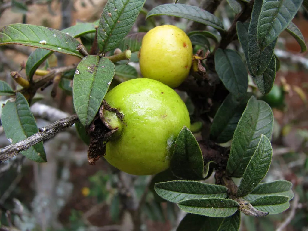 Guava Seeds - 50+ Psidium Guajava Nana - Tropical Fruit Planting Seeds - USA