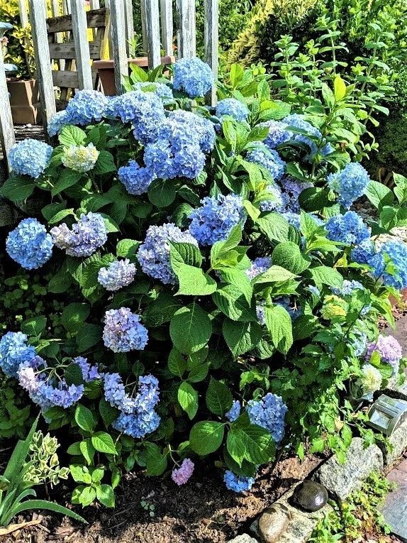 Blue Hydrangea Cuttings - 10 Unrooted Cuttings 8" to 10" Long - Hydrangea macrophylla