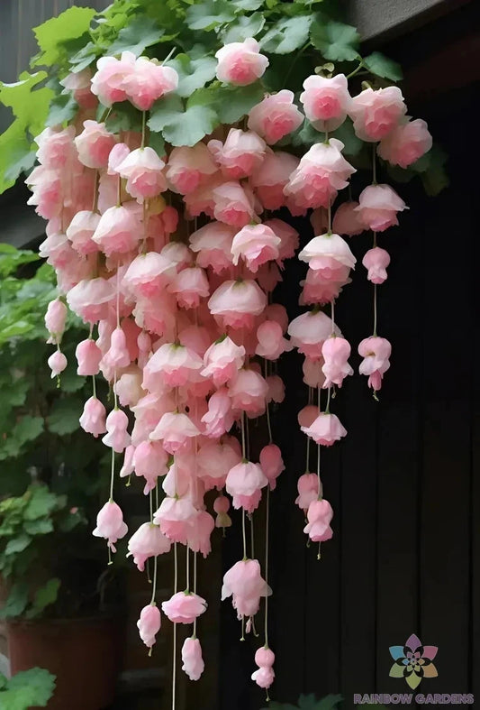 25+ Light Pink Weeping Begonia Seeds for Garden Planting - Ideal for Containers - Begonia pendula