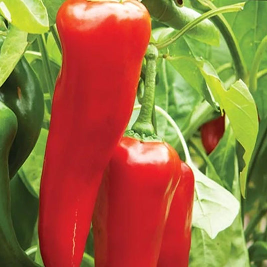 Big Jim Hot Pepper Seeds | Heirloom | NON-GMO | Fresh Garden Seeds | Capsicum annuum