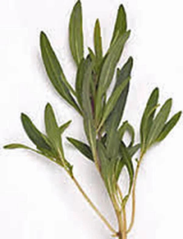 Savory Summer Herb Seeds - 500+ Non-GMO Heirloom Seeds for Gardening - Flavorful Spice Plant (Satureja hortensis)