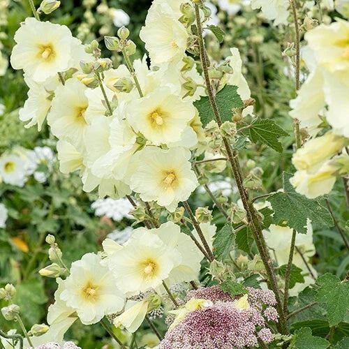 Alcea Rugosa Hollyhock Seeds - 25 Perennial Flower Seeds - US Seller