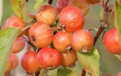Evereste Crabapple Seeds - 25+ Pack for Garden Planting - Malus domestica - USA - Free Shipping