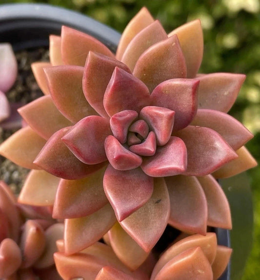 Graptosedum Alpenglow Bronze Succulent - 2-Inch Healthy Live Plant for Home Decor or Gift