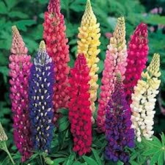 Lupine Seeds, 40 Count, Russell Mix, Perennial Flower, Lupinus Polyphyllus Russell