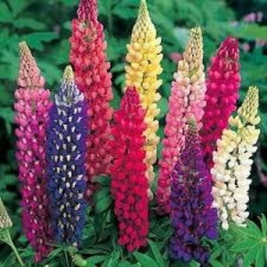 Lupine Seeds, 40 Count, Russell Mix, Perennial Flower, Lupinus Polyphyllus Russell