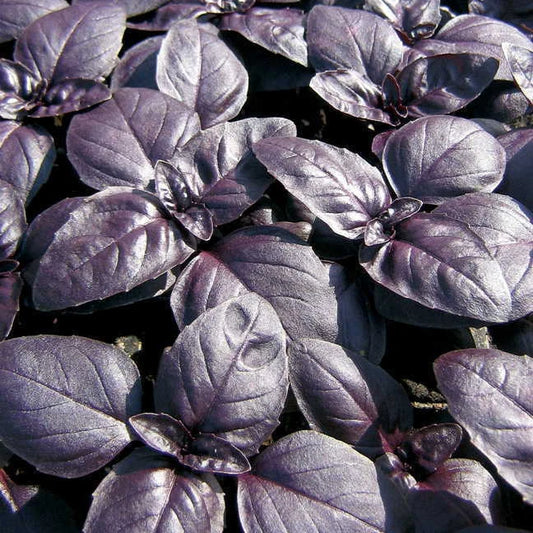 240 Seeds Basil Red Rubin Herb, Ocimum basilicum, Organic Variety, GroCo USA, Buy 15 - Ships Free