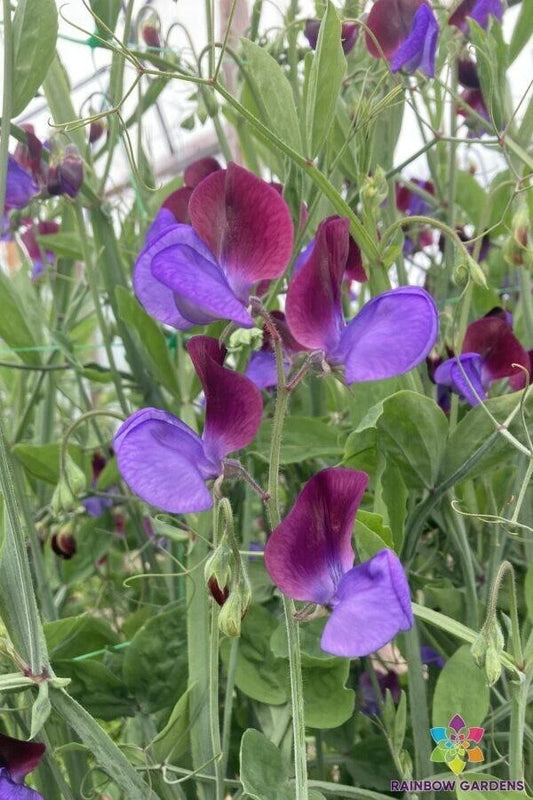 Cedric Morris Sweet Pea Seeds - 50+ Seeds for Garden Planting - Lathyrus odoratus - USA