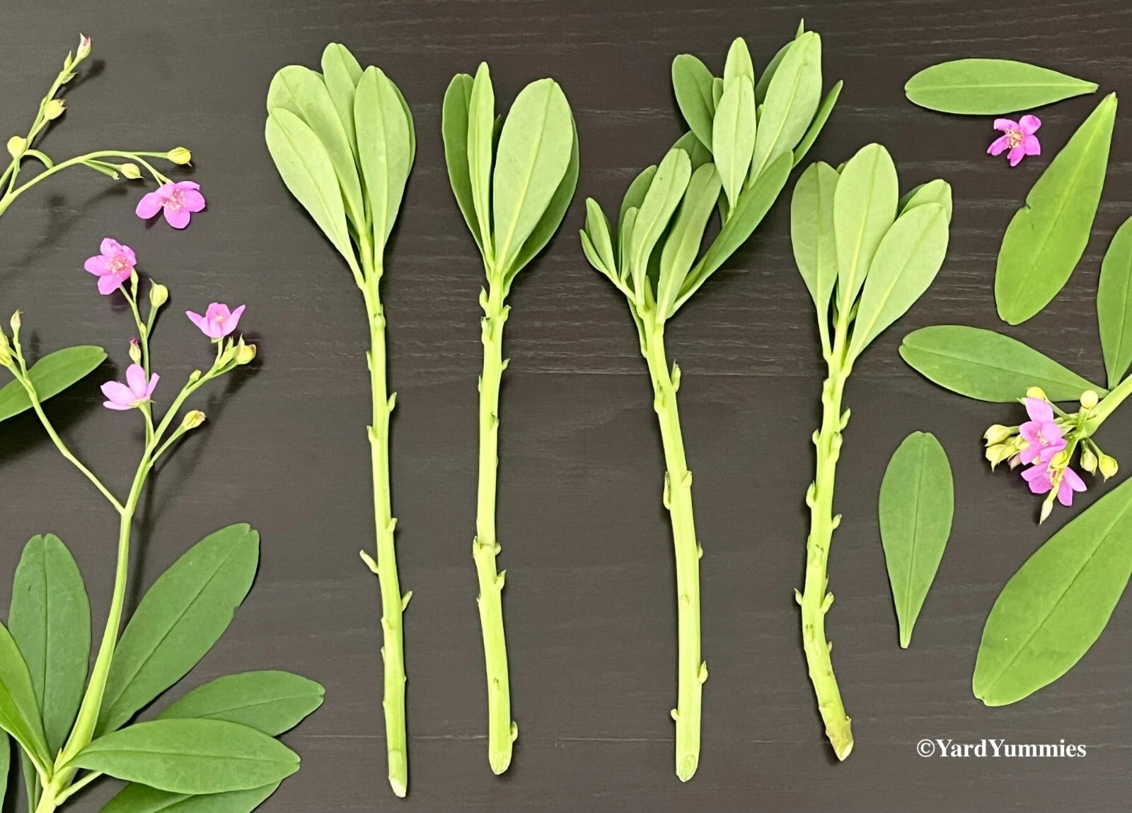 Surinam Spinach Cuttings - Unrooted Waterleaf, Ceylon, Philippine ...