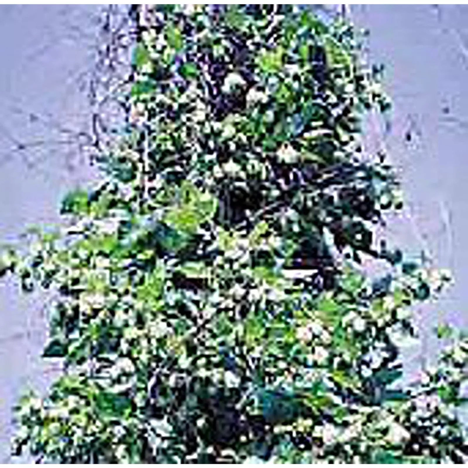 Hops Seeds 20+ Non-GMO | Vegetable Herb Flower Seeds for Planting | Humulus lupulus