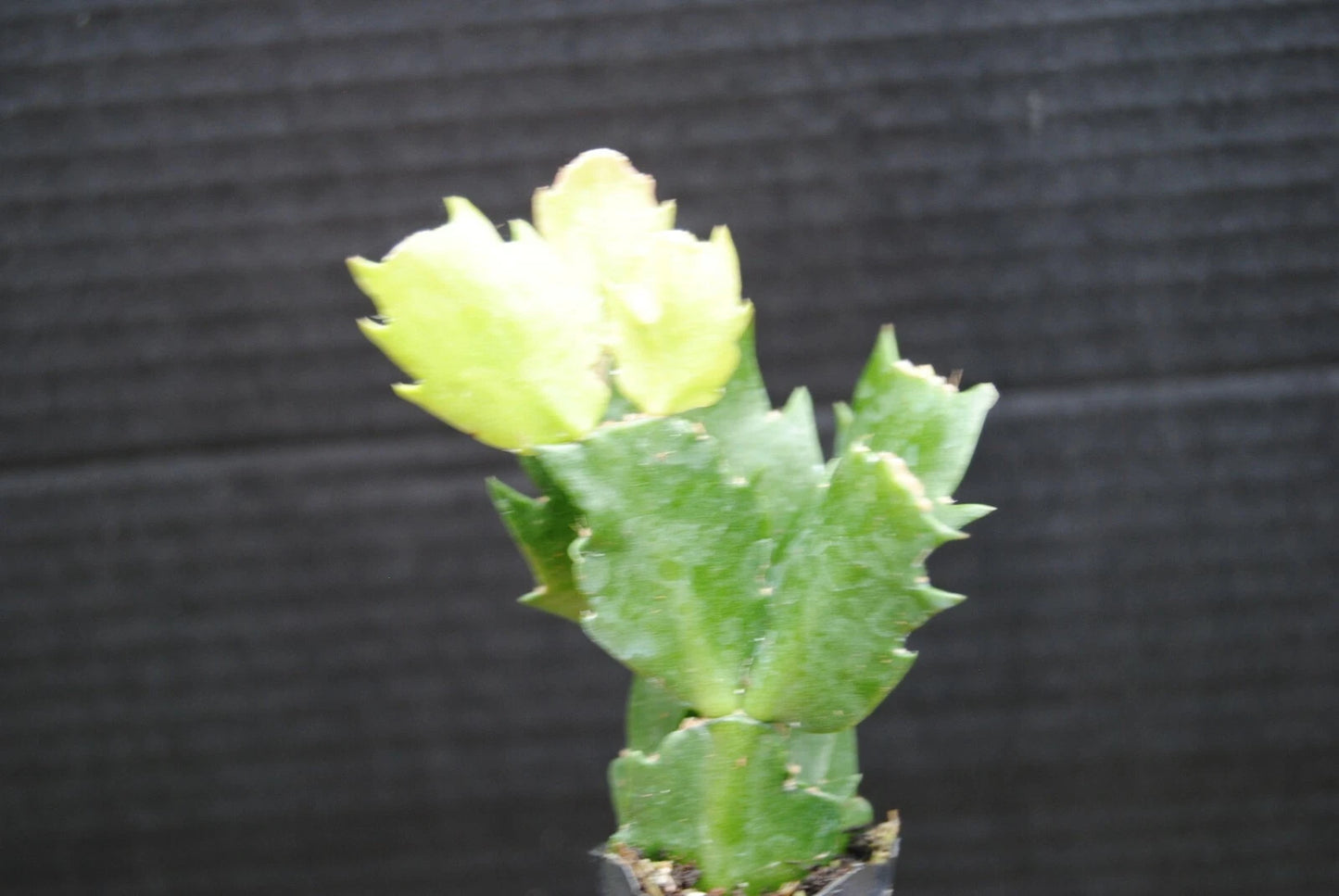 Christmas Cactus Plant - U Pick Any 1 Variety - Schlumbergera Truncata - Easy Care Indoor Succulent for Holiday Decor