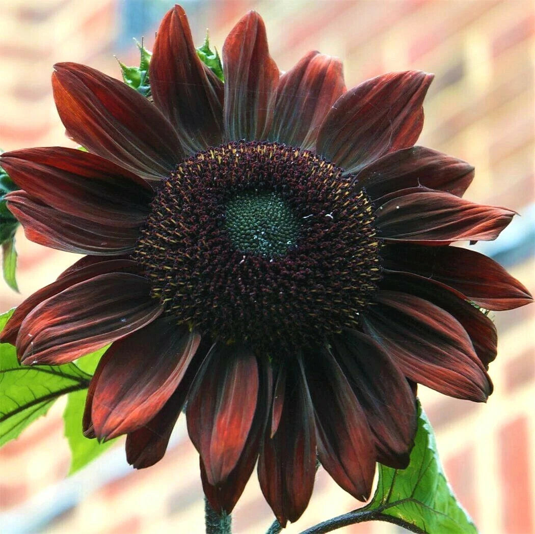 Chocolate Cherry Sunflower Seeds | Dark Red Garden Flower Seeds | Helianthus annuus | 2025 Planting