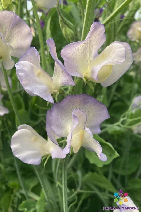 Dragonfly Sweet Pea Seeds - 50+ Pack for Garden Planting - Lathyrus odoratus - Free Shipping USA