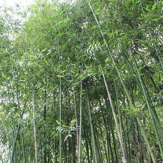 Giant Japanese Timber Bamboo Seeds - 50 Pack - Privacy Climbing Garden Seed - Phyllostachys bambusoides