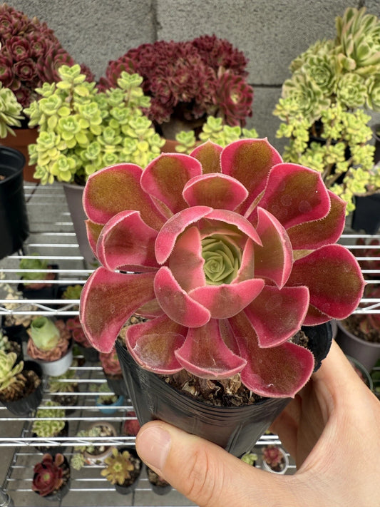 Live Succulent Plant 2.5” Pink Witch Cutting - Rooted Succulent (Echeveria) for Home Decor and Gardening