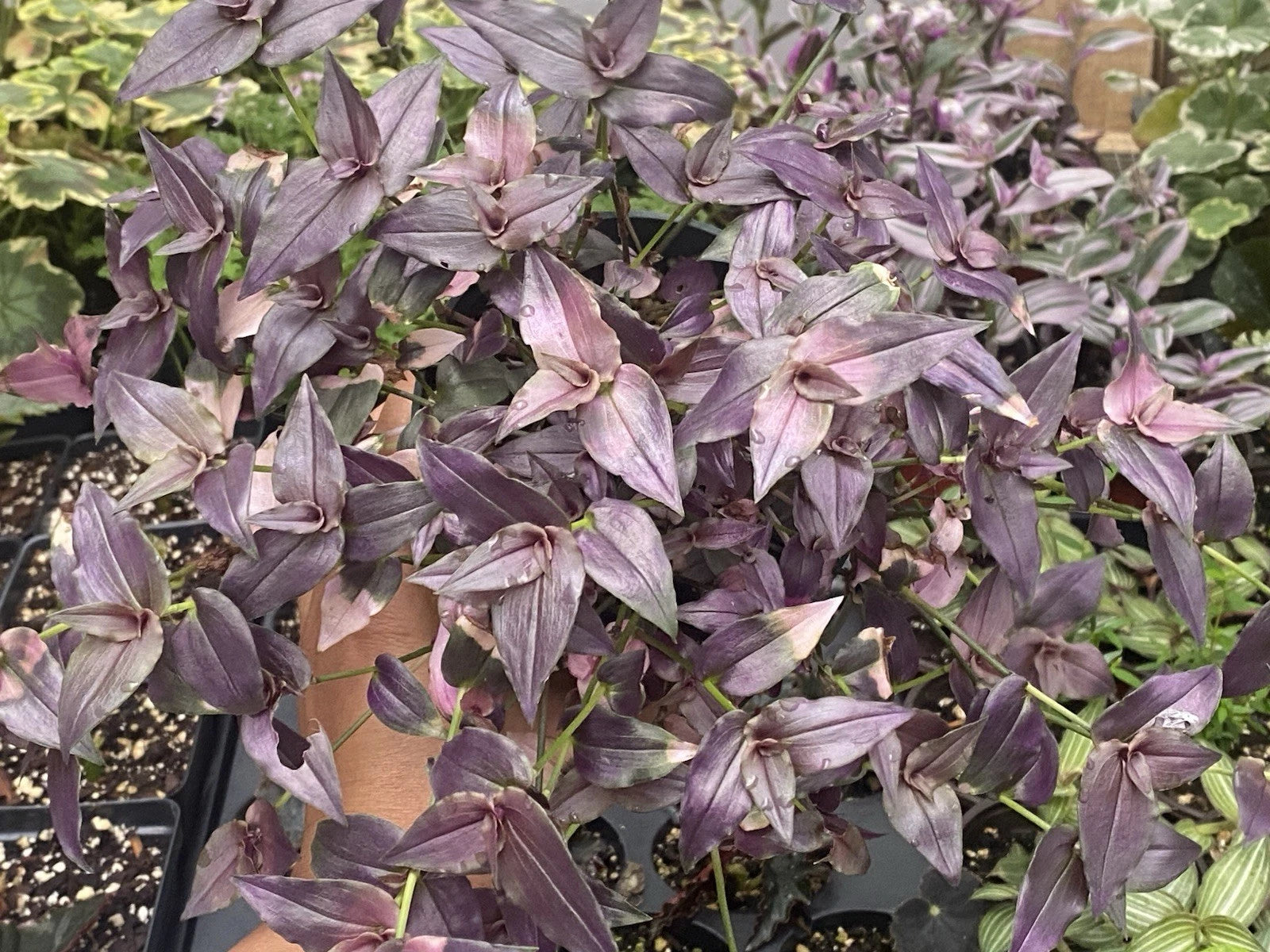 Bridal Vail Live Plant Cuttings - Purple - 10 Cuttings, 5-6 Inches - Tradescantia fluminensis