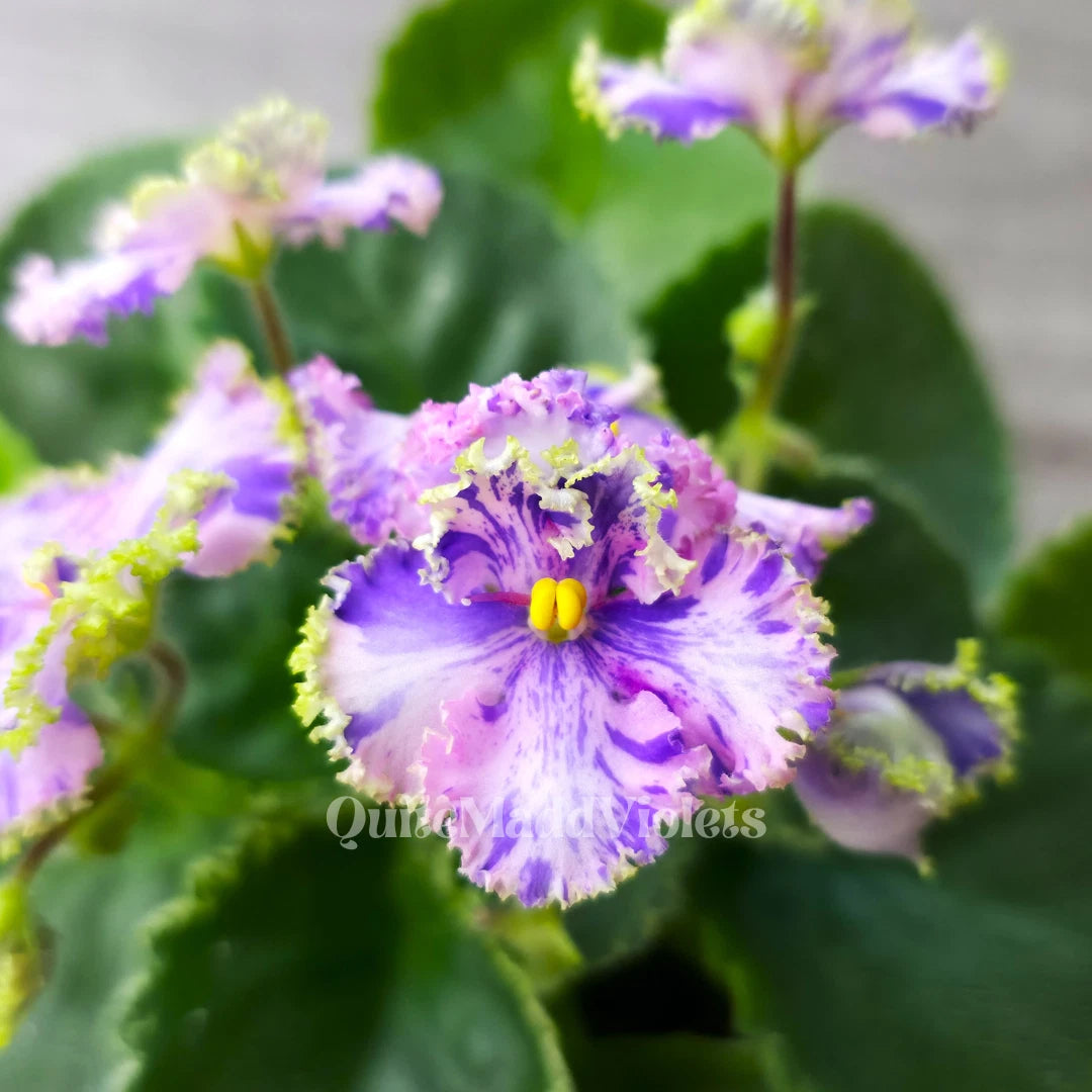 African Violet Leaf - Fresh Cut - AV-Soap Bubbles/AV-Mylnye Puzyri - Saintpaulia