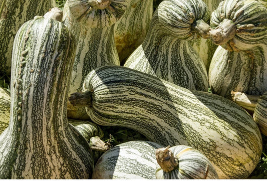 Cushaw Green Striped Pumpkin Seeds - 10 to 575 Seeds - Tennessee Sweet Potato Squash Gourd (Cucurbita argyrosperma)