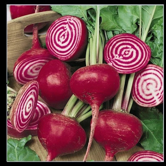 Chioggia Beet Seeds - 0.5 Lb Candy Stripe Bull's Eye Mild Bassano Microgreens - Beta vulgaris